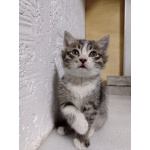 Котята полосатые даром