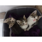 Котята полосатые даром