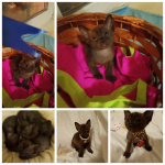 Бурманские котята
