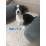 Щеночки Вельш-корги кардиган