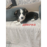 Щеночки Вельш-корги кардиган