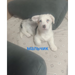 Щеночки Вельш-корги кардиган