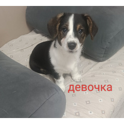Щеночки Вельш-корги кардиган
