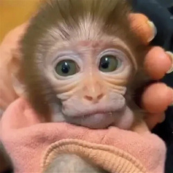 🐵