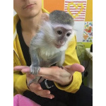 Кики