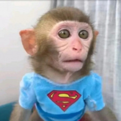 🙉