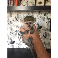 🐵