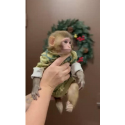 🐵
