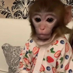 🙉