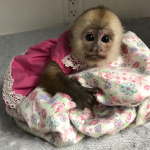 🐵