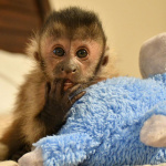 🐵