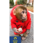 🐵