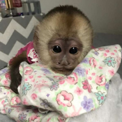 🐵