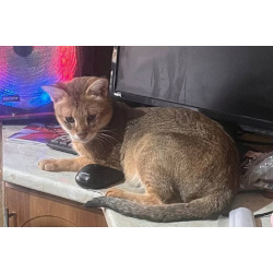 Чаузи котята