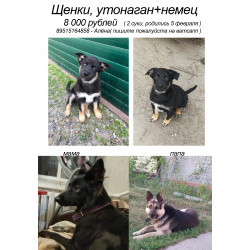 Щенки, утонаган+немец