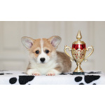 Шикарные щенки Корги