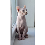 Котик Эльф