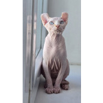 Котик Эльф