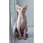 Котик Эльф