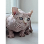 Котик Эльф