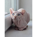 Котик Эльф