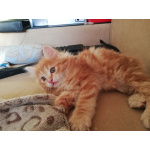 Котята Курильского бобтейла