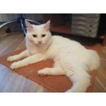 Котята Курильского бобтейла