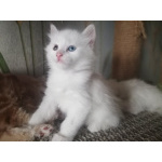 Котята Курильского бобтейла