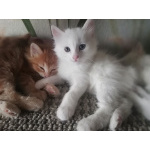 Котята Курильского бобтейла