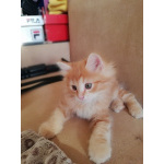 Котята Курильского бобтейла