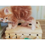 Котята Курильского бобтейла