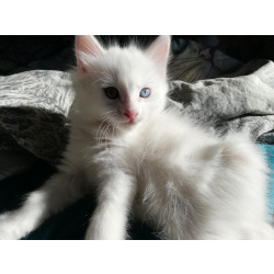Котята Курильского бобтейла