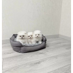Мини Шпиц(WhatsApp +79699152750)