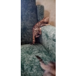 Бенгальские котята