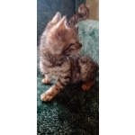 Бенгальские котята