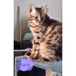 Бенгальские котята