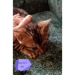 Бенгальские котята