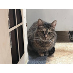 Кошка Муся в добрые руки