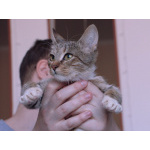 Умная, ласковая, полосатая кошечка ищет дом.