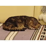 ## Внимание! Срочно ищет дом чудесный котик Ричард!