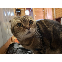 ## Внимание! Срочно ищет дом чудесный котик Ричард!