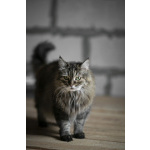 Каждой кошке нужен дом.