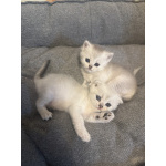 Шотландские вислоухие котята