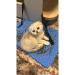 Шотландские вислоухие котята