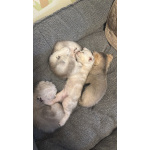 Шотландские вислоухие котята