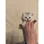 Шотландские вислоухие котята