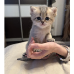 Шотландские вислоухие котята