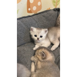 Шотландские вислоухие котята