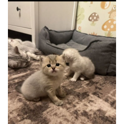 Шотландские вислоухие котята