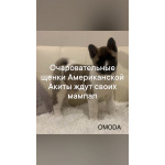 Щенки Американской Акиты